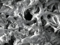 Un nuevo material de carbono con superficie récord revoluciona el almacenamiento de energía y captura de CO2 Microscopía electrónica que muestra una estructura porosa ultradelgada de un material de carbono. Las superficies irregulares y los poros interconectados son visibles, destacando la alta porosidad del material, diseñada para maximizar la absorción de gases y el almacenamiento de energía.