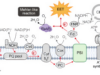 Cianobacterias convierten la luz solar en energía limpia mientras actúan como sumideros de carbono Diagrama que ilustra los procesos moleculares de la fotosíntesis y la transferencia de electrones en sistemas biofotovoltaicos. El esquema incluye el fotosistema II (PSII) y el fotosistema I (PSI), conectados a través de una cadena de transporte de electrones que incluye el complejo Citocromo b6f (Cyt b6f), la plastocianina (PC), y la NADP reductasa (FNR). También se muestra la reacción tipo Mehler, en la que se genera oxígeno (O₂) y agua (H₂O) a través de las proteínas Flv1/3. El proceso de transferencia de electrones extracelulares (EET) es destacado como un flujo de electrones redirigido hacia el exterior del sistema. Además, se incluye la fijación de carbono (CBB) y la síntesis de ATP en la membrana tilacoide, resaltando el papel del ATP sintasa. Los mediadores como el ferricianuro no están directamente representados, pero su influencia en la EET y el equilibrio del sistema se sobreentienden en el contexto.