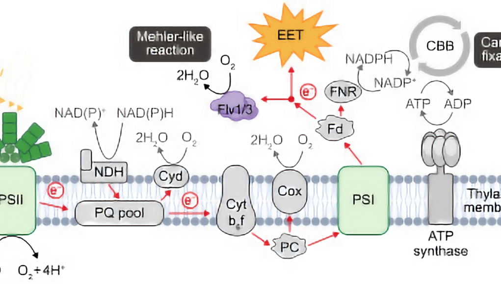 Diagrama que ilustra los procesos moleculares de la fotosíntesis y la transferencia de electrones en sistemas biofotovoltaicos. El esquema incluye el fotosistema II (PSII) y el fotosistema I (PSI), conectados a través de una cadena de transporte de electrones que incluye el complejo Citocromo b6f (Cyt b6f), la plastocianina (PC), y la NADP reductasa (FNR). También se muestra la reacción tipo Mehler, en la que se genera oxígeno (O₂) y agua (H₂O) a través de las proteínas Flv1/3. El proceso de transferencia de electrones extracelulares (EET) es destacado como un flujo de electrones redirigido hacia el exterior del sistema. Además, se incluye la fijación de carbono (CBB) y la síntesis de ATP en la membrana tilacoide, resaltando el papel del ATP sintasa. Los mediadores como el ferricianuro no están directamente representados, pero su influencia en la EET y el equilibrio del sistema se sobreentienden en el contexto.