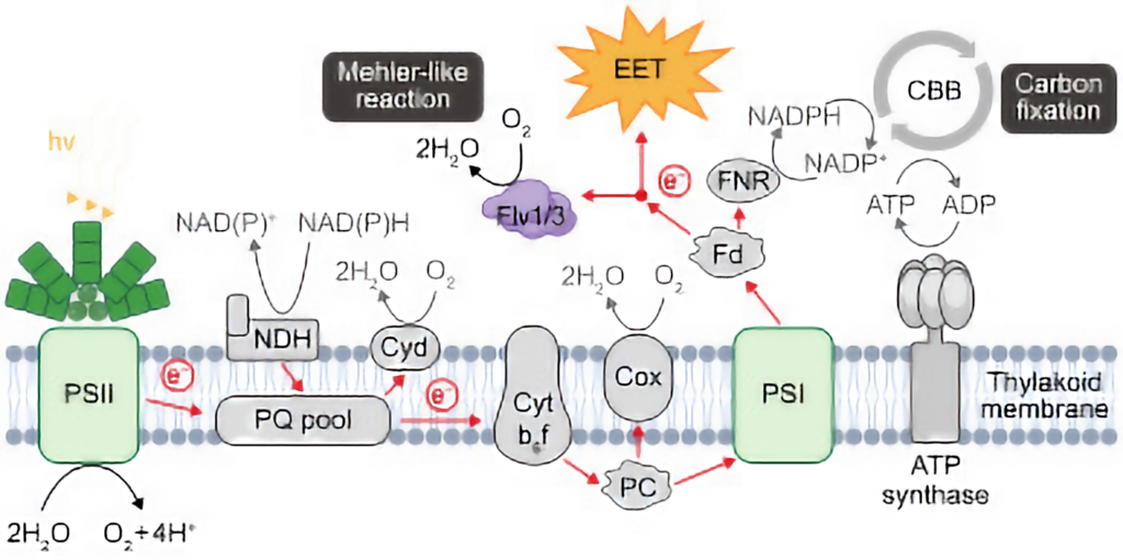 Diagrama que ilustra los procesos moleculares de la fotosíntesis y la transferencia de electrones en sistemas biofotovoltaicos. El esquema incluye el fotosistema II (PSII) y el fotosistema I (PSI), conectados a través de una cadena de transporte de electrones que incluye el complejo Citocromo b6f (Cyt b6f), la plastocianina (PC), y la NADP reductasa (FNR). También se muestra la reacción tipo Mehler, en la que se genera oxígeno (O₂) y agua (H₂O) a través de las proteínas Flv1/3. El proceso de transferencia de electrones extracelulares (EET) es destacado como un flujo de electrones redirigido hacia el exterior del sistema. Además, se incluye la fijación de carbono (CBB) y la síntesis de ATP en la membrana tilacoide, resaltando el papel del ATP sintasa. Los mediadores como el ferricianuro no están directamente representados, pero su influencia en la EET y el equilibrio del sistema se sobreentienden en el contexto.