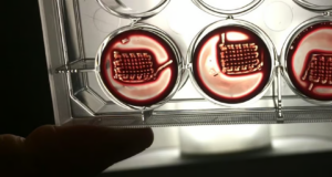 Una muestra en un laboratorio que muestra placas de cultivo con estructuras impresas en 3D sumergidas en sangre o un medio similar, iluminadas desde el fondo. Las estructuras parecen diseñadas para experimentos de regeneración ósea o tejidos.