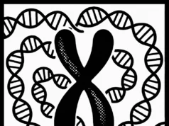 Investigadores identifican reglas simples para el plegado del genoma Ilustración en blanco y negro de un cromosoma en forma de X en el centro, rodeado por múltiples hebras de ADN representadas como doble hélice entrelazada. Las líneas gruesas y contrastes sólidos crean una composición simétrica y estilizada que simboliza la compactación del ADN durante la división celular.