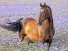 La inteligencia artificial ayuda a los caballos a comunicarse sin palabras Caballo marrón con una pequeña mancha blanca en la frente, de pie en un campo lleno de flores moradas. El animal mira hacia la derecha mientras su cola ondea al viento, en un entorno natural y colorido.