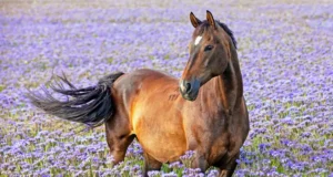Caballo marrón con una pequeña mancha blanca en la frente, de pie en un campo lleno de flores moradas. El animal mira hacia la derecha mientras su cola ondea al viento, en un entorno natural y colorido.