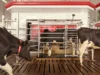 Vacas entrando y saliendo de un sistema automatizado de ordeño Lely Astronaut en una granja lechera moderna. El entorno está limpio y mecanizado, con pisos ranurados y un diseño que permite el acceso individual al equipo.