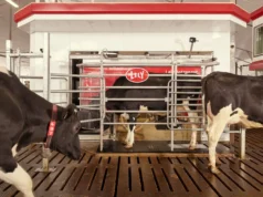 Cómo los robots lecheros están cambiando el trabajo de las vacas (y los granjeros) Vacas entrando y saliendo de un sistema automatizado de ordeño Lely Astronaut en una granja lechera moderna. El entorno está limpio y mecanizado, con pisos ranurados y un diseño que permite el acceso individual al equipo.