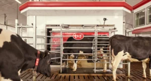 Vacas entrando y saliendo de un sistema automatizado de ordeño Lely Astronaut en una granja lechera moderna. El entorno está limpio y mecanizado, con pisos ranurados y un diseño que permite el acceso individual al equipo.