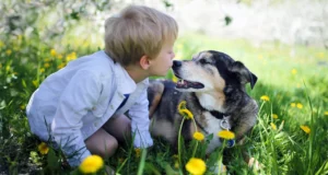 Niño pequeño y perro acostados en un prado con flores amarillas, mirándose con cariño mientras están cara a cara.