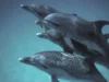 DolphinGemma: La inteligencia artificial de Google que ayuda a descifrar la comunicación de los delfines Cuatro delfines nadando juntos bajo el agua, alineados en formación. Dos de ellos son delfines moteados del Atlántico, reconocibles por las manchas blancas en su piel, mientras que los otros dos tienen un tono gris liso. La escena transmite una sensación de armonía y movimiento en el entorno marino.