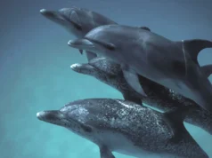 DolphinGemma: La inteligencia artificial de Google que ayuda a descifrar la comunicación de los delfines Cuatro delfines nadando juntos bajo el agua, alineados en formación. Dos de ellos son delfines moteados del Atlántico, reconocibles por las manchas blancas en su piel, mientras que los otros dos tienen un tono gris liso. La escena transmite una sensación de armonía y movimiento en el entorno marino.
