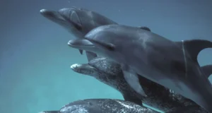 Cuatro delfines nadando juntos bajo el agua, alineados en formación. Dos de ellos son delfines moteados del Atlántico, reconocibles por las manchas blancas en su piel, mientras que los otros dos tienen un tono gris liso. La escena transmite una sensación de armonía y movimiento en el entorno marino.