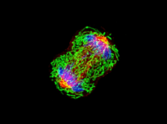 El ADN del cáncer puede detectarse en la sangre años antes del diagnóstico Imagen microscópica de una célula en proceso de división, capturada con tinción fluorescente. Se observan estructuras celulares resaltadas en colores brillantes: filamentos verdes (probablemente microtúbulos), núcleos azulados, y zonas rojas y moradas que indican actividad molecular intensa, posiblemente relacionada con procesos de mitosis o investigación oncológica.