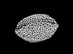 Smithsonian digitaliza polen de 18,000 especies vegetales para crear base de datos con inteligencia artificial Conjunto denso de esferas blancas conectadas por finos enlaces negros, formando una estructura orgánica ovalada sobre fondo negro. La imagen recuerda a una simulación 3D de partículas o una representación generada por IA de una forma biológica, como una cápsula de polen.