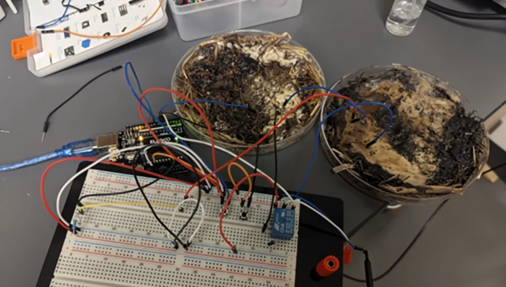 Mesa de trabajo con una protoboard grande conectada a varios cables, componentes electrónicos y una placa de desarrollo (similar a Arduino o ESP32). Varias conexiones conducen hacia dos recipientes redondos llenos de tierra y material orgánico en descomposición, posiblemente usados como sensores o parte de un experimento con humedad o micelio. Se observan módulos como un relé, un conversor USB y cables conectados a diferentes puntos del circuito. En el fondo hay cajas con componentes electrónicos y herramientas.